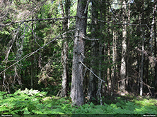 Callidium coriaceum