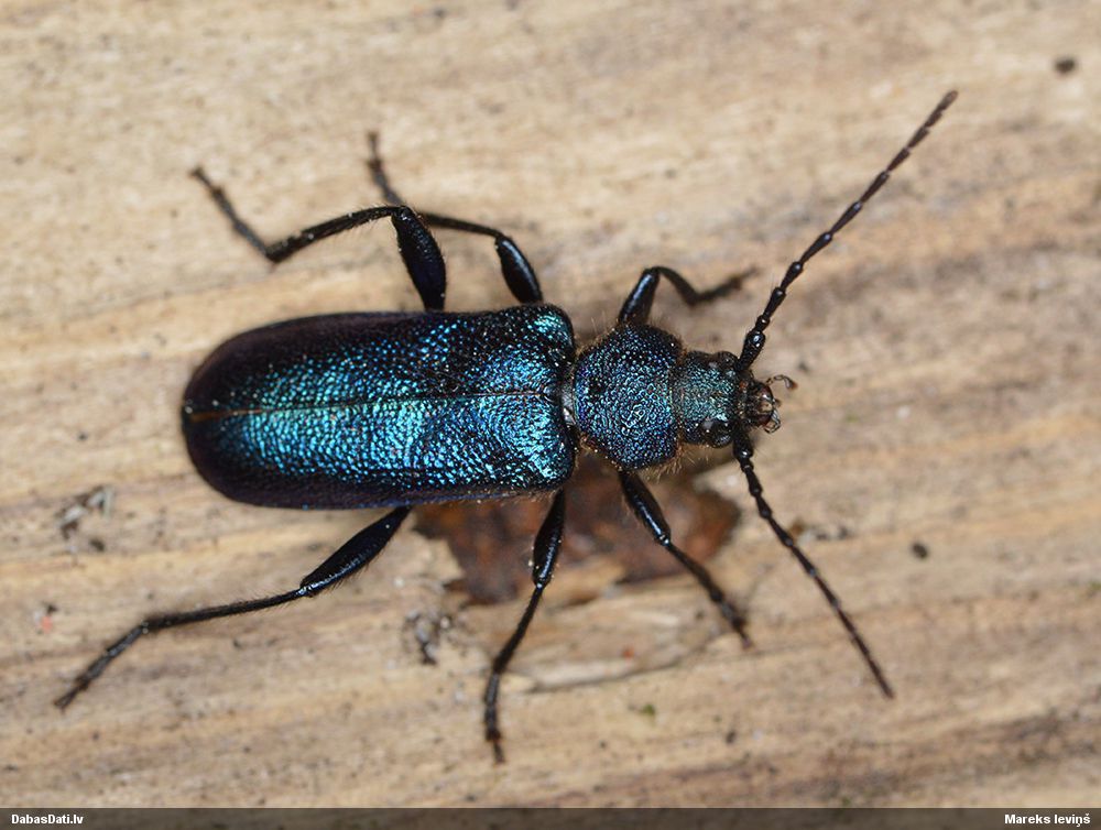 Callidium violaceum