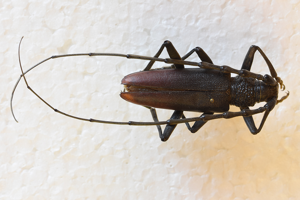 Cerambyx cerdo
