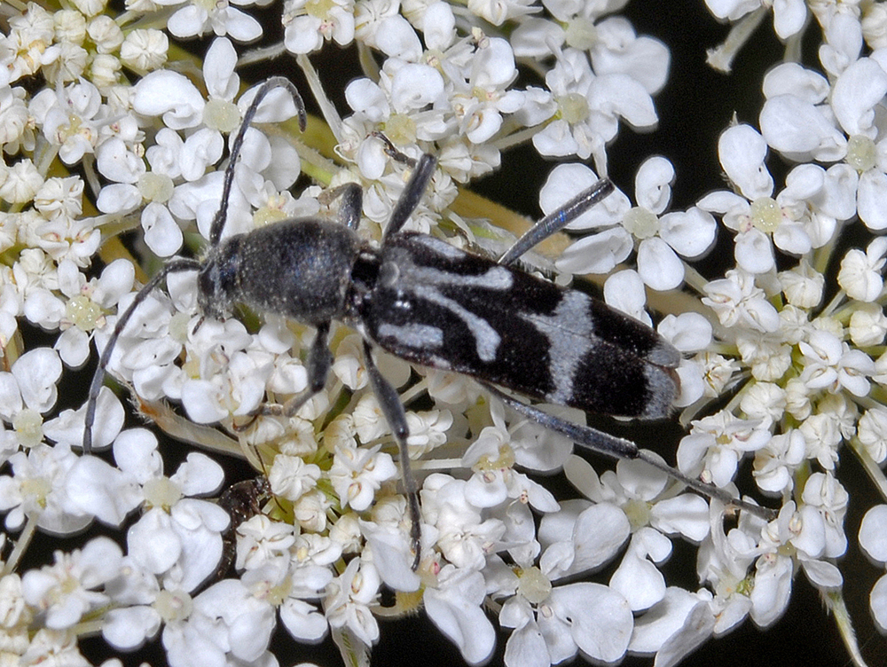 Chlorophorus figuratus