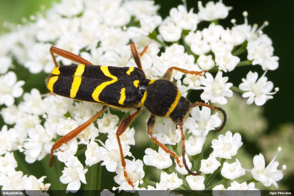 Clytus arietis