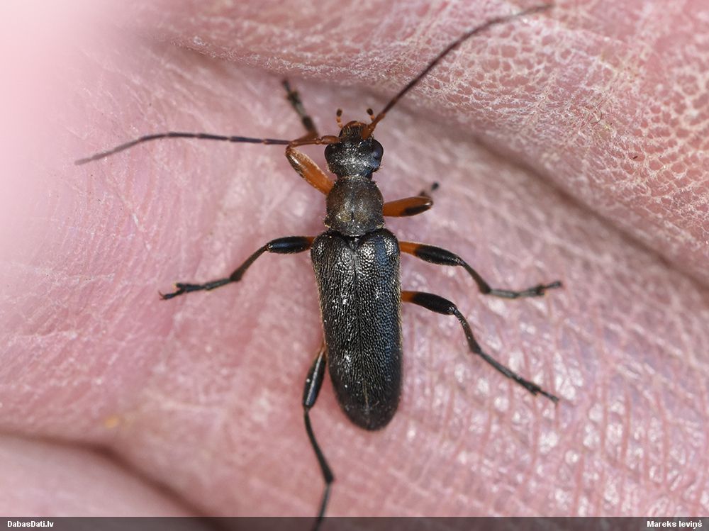 Cortodera femorata