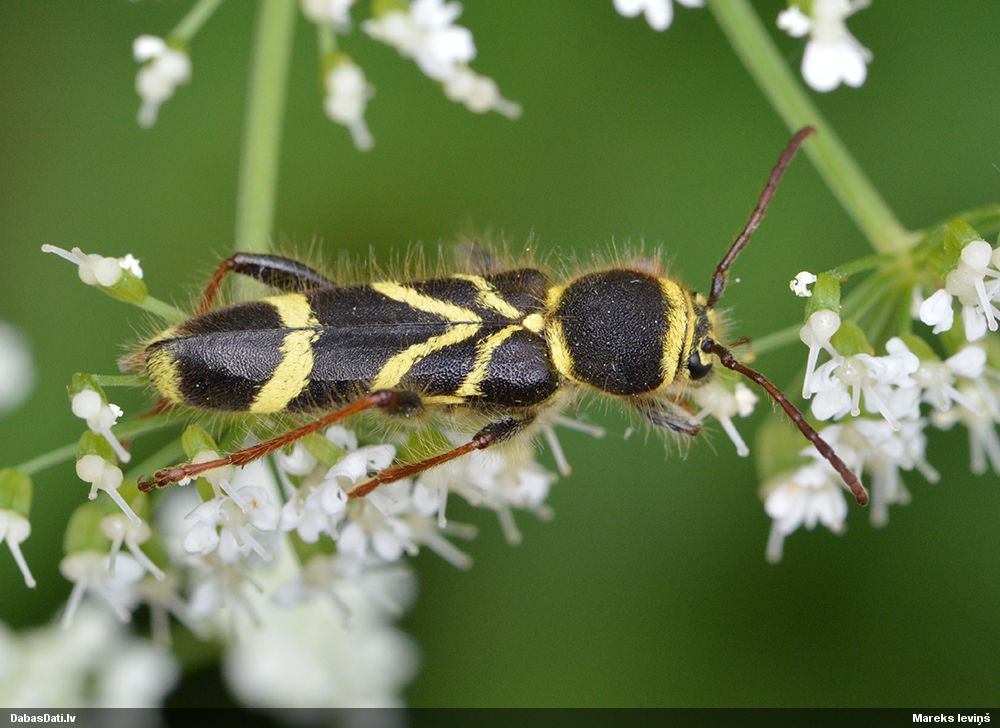 Cyrtoclytus capra