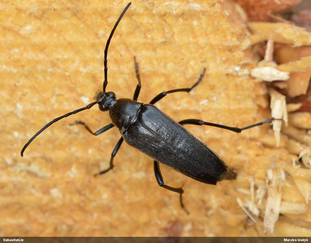 Foto: Kristaps Vilks Etorofus pubescens