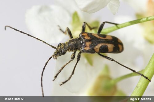 Evodinus borealis