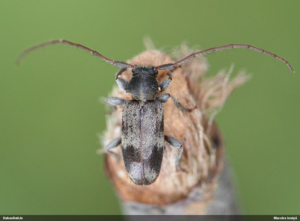 Exocentrus lusitanus