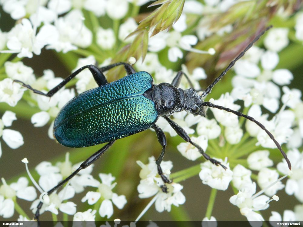 Gaurotes virginea
