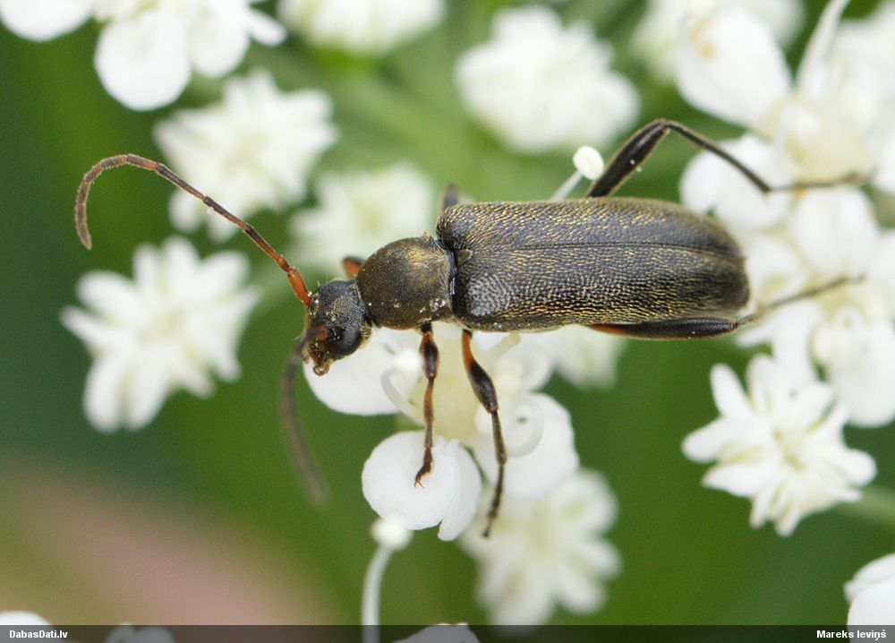 Grammoptera ruficornis