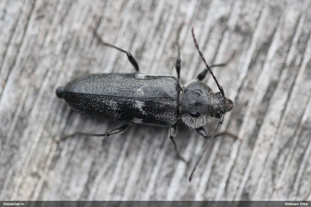 Hylotrupes bajulus