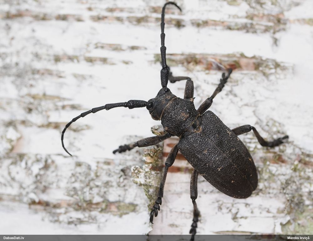 Lamia textor