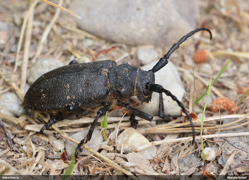 Lamia textor