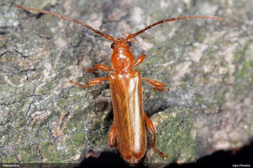 Leioderes kollari