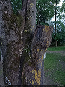Leioderes kollari apdzīvota kļava