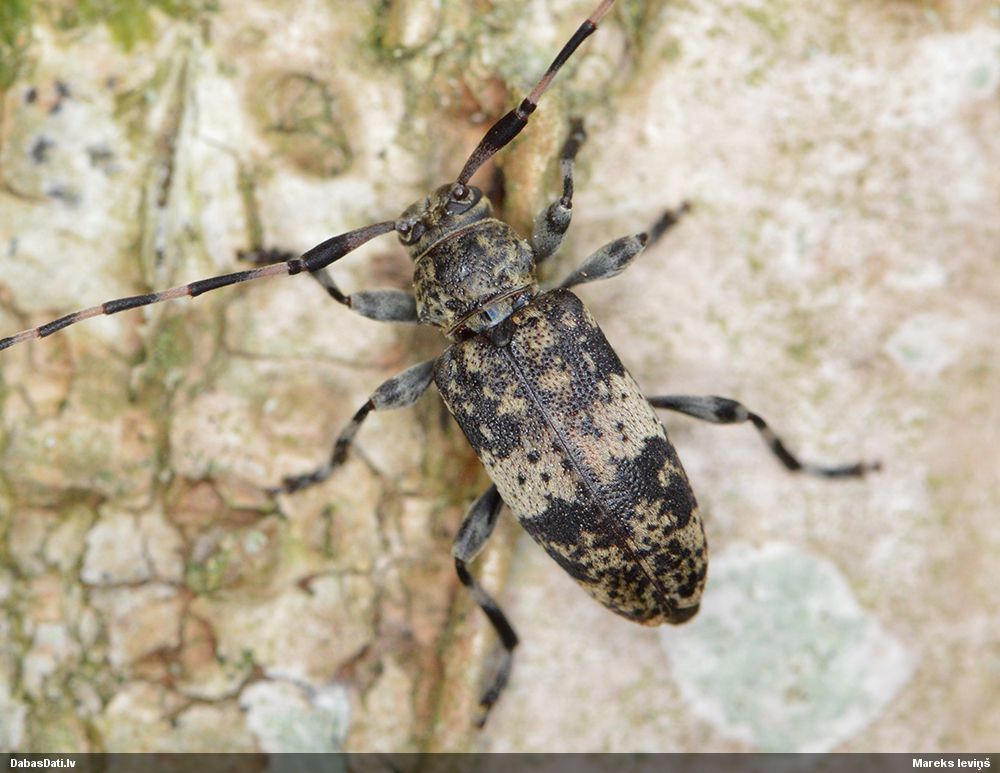 Leiopus linnei/nebulosus