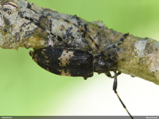Leiopus 
nebulosus/linnei
