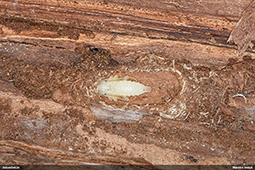 Leiopus 
nebulosus/linnei
