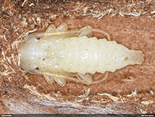 Leiopus 
nebulosus/linnei