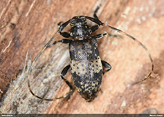 Leiopus 
nebulosus/linnei