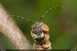 Leiopus 
nebulosus/linnei