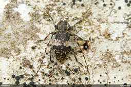 Leiopus 
nebulosus/linnei