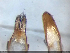 Leiopus 
nebulosus/linnei
