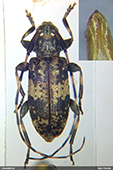 Leiopus 
nebulosus/linnei