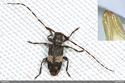Leiopus 
nebulosus/linnei