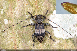 Leiopus 
nebulosus/linnei