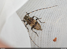 Leiopus 
nebulosus/linnei