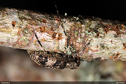 Leiopus 
nebulosus/linnei