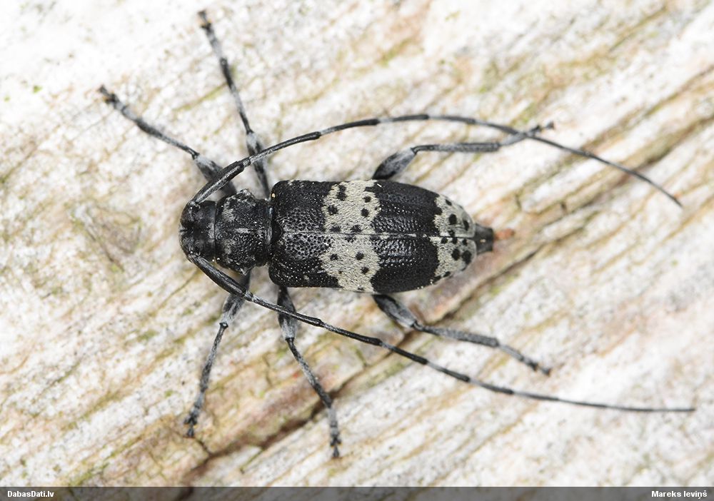 Leiopus punctulatus
