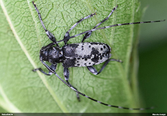 Netipisks Leiopus punctulatus krāsojums