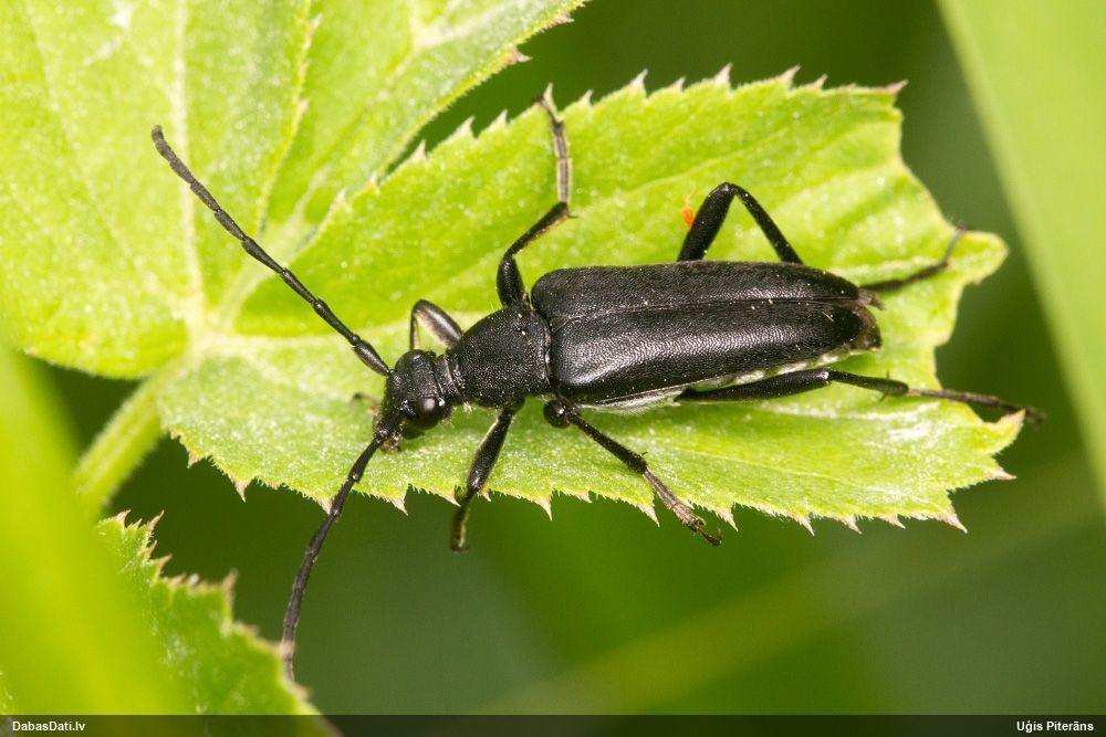 Foto: Uģis Piterāns Leptura aethiops