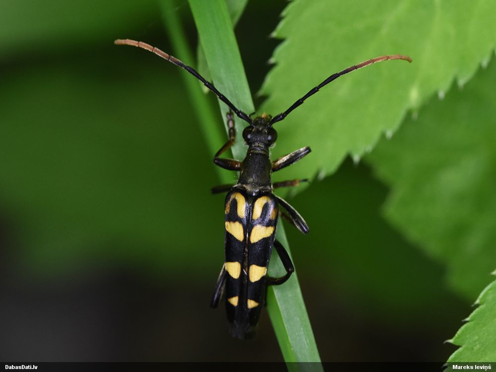 Leptura annularis
