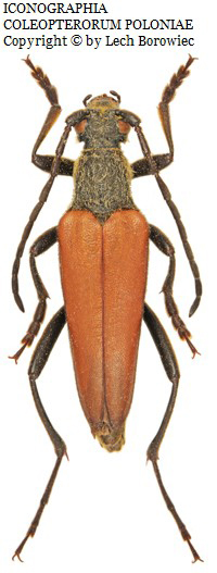 Lepturalia nigripes