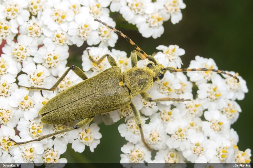 Lepturobosca virens