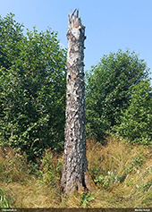 Macroleptura thoracica apdzīvots bērza sausoknis