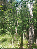 Menesia bipunctata biotops