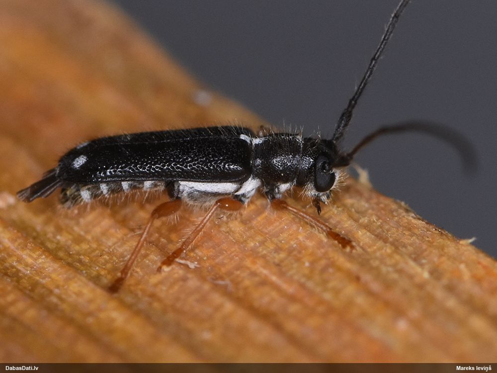 Menesia bipunctata