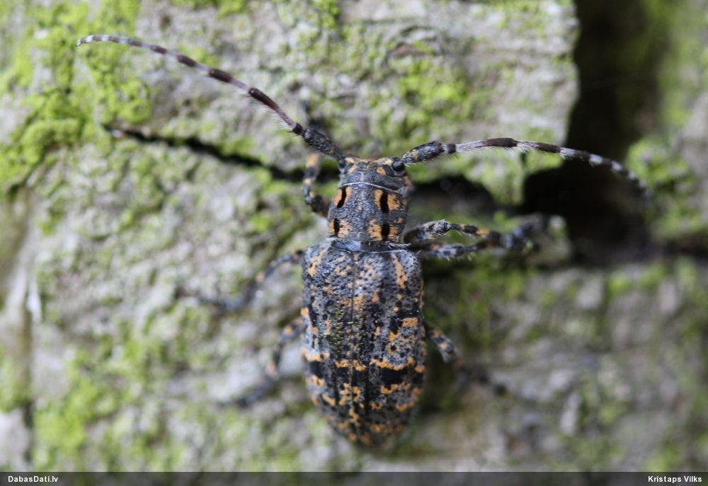 Mesosa myops