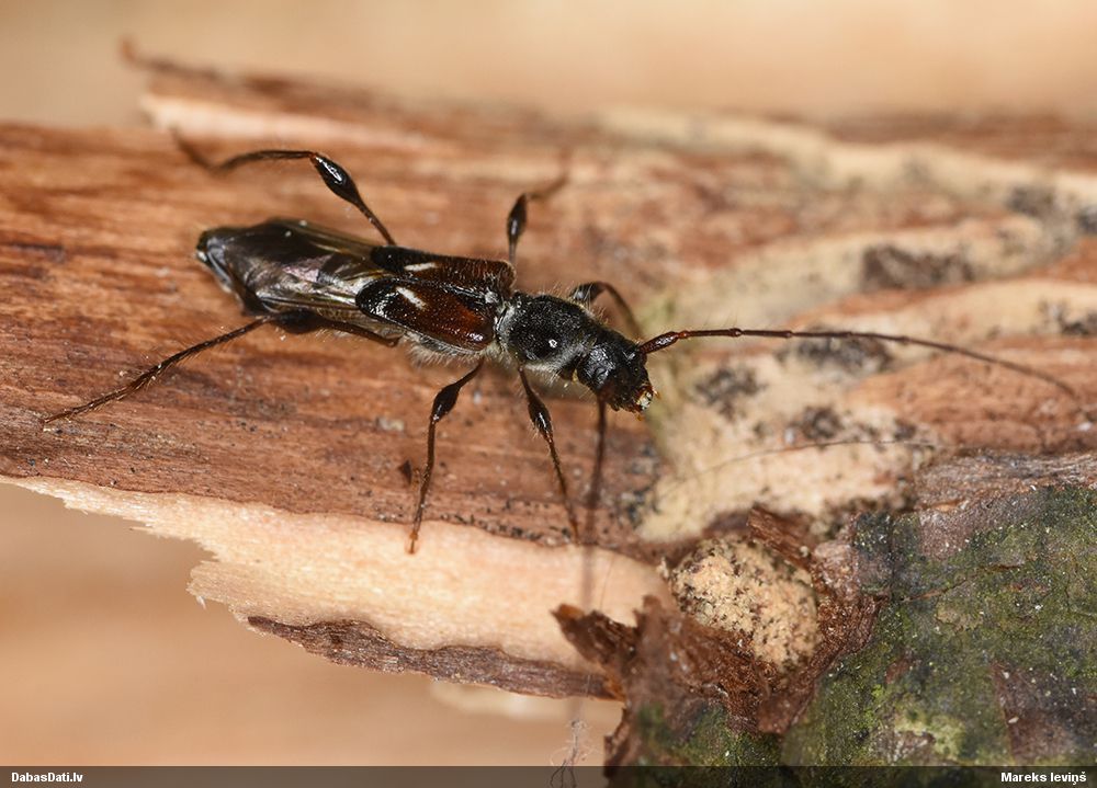 Molorchus minor