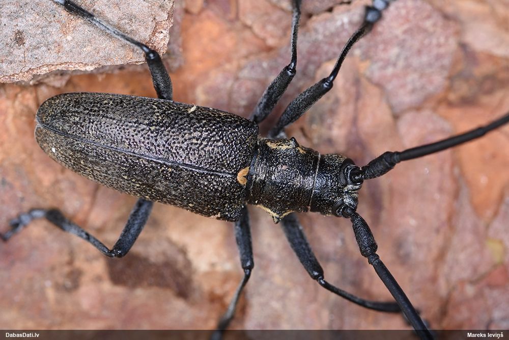 Monochamus galloprovincialis