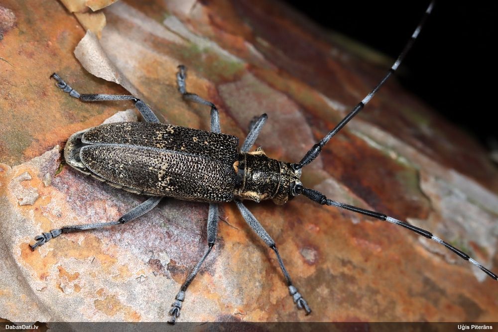 Monochamus galloprovincialis