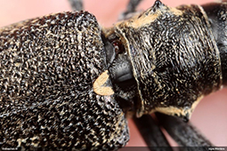 Monochamus galloprovincialis vairodziņš