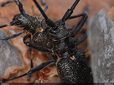 Monochamus galloprovincialis