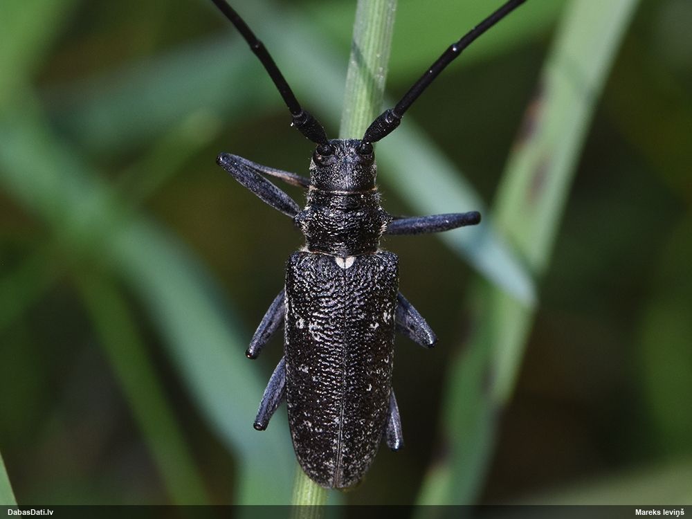 Monochamus sutor