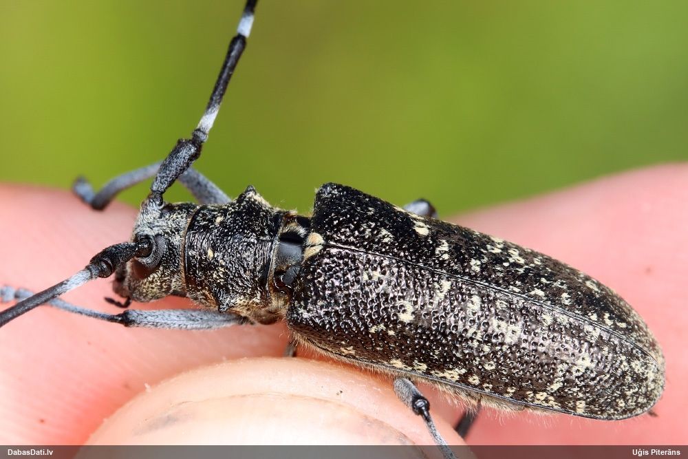 Monochamus sutor