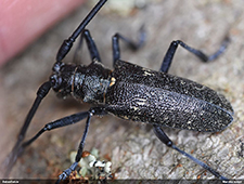 Monochamus sutor