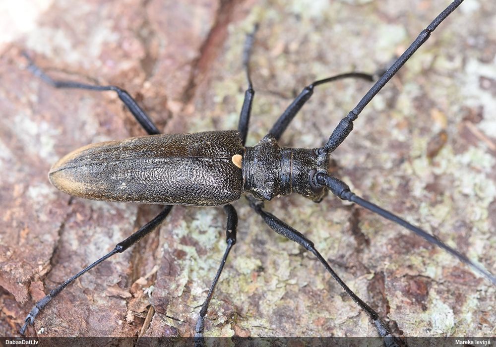 Monochamus urussovii
