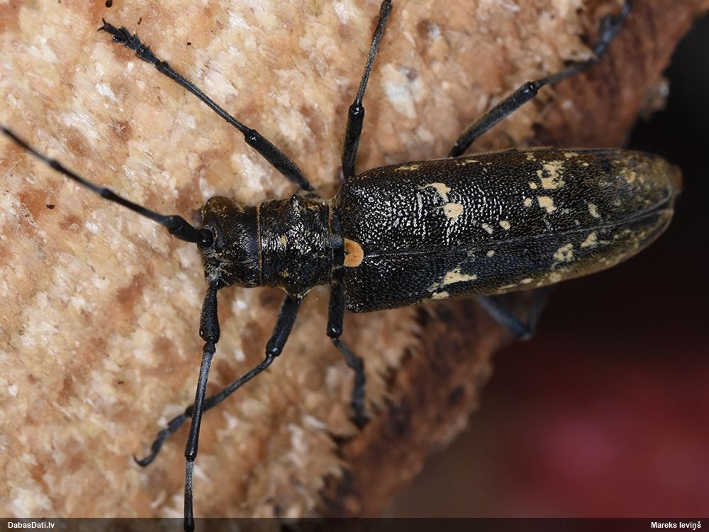 Monochamus urussovii